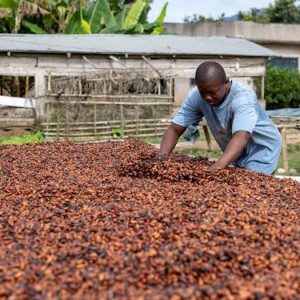Le Ghana et la Côte d’Ivoire anticipent une nouvelle campagne difficile pour leurs producteurs de cacao.