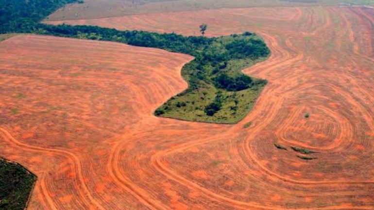 La forêt amazonienne au Brésil, où les alertes de déforestation atteignent leur niveau le plus faible depuis le début de la série Deter.